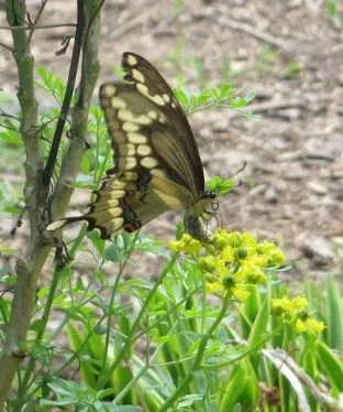 Common Rue Seeds for Butterfly Gardens