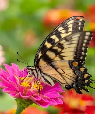 Butterfly Vase - Joyful Butterfly