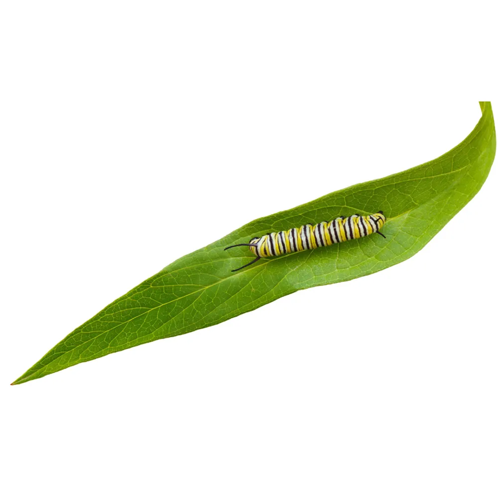 Swamp Milkweed Plant
