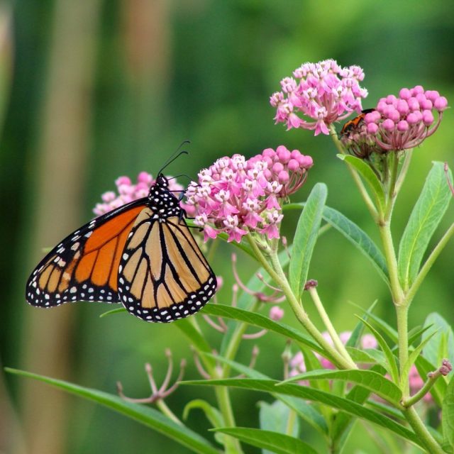 Swamp Milkweed Plant - Thumbnail 3
