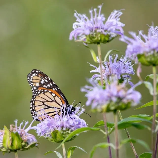 Joyful Butterfly Wild Bergamot Plant