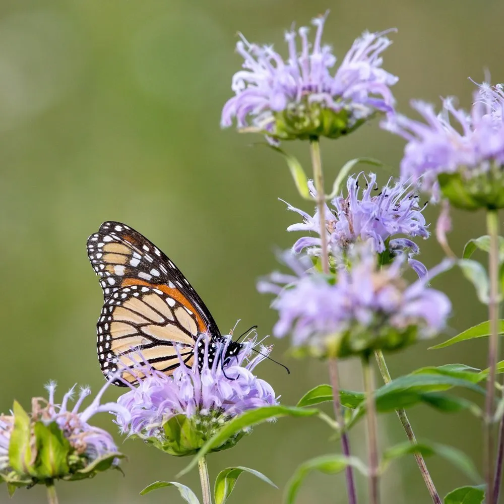 Joyful Butterfly Wild Bergamot Seeds