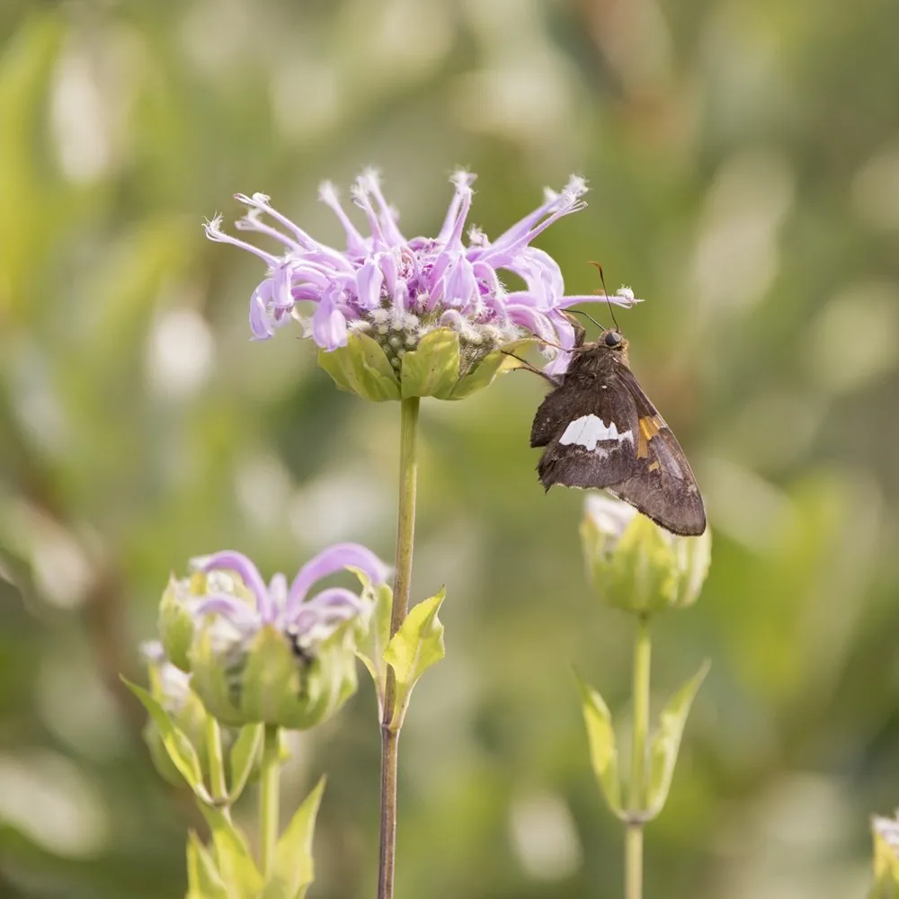 Joyful Butterfly Wild Bergamot Seeds - Thumbnail 2