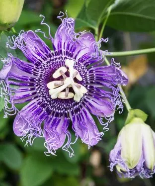 Purple Passion Flower Vine for Fritillaries and Other Butterflies