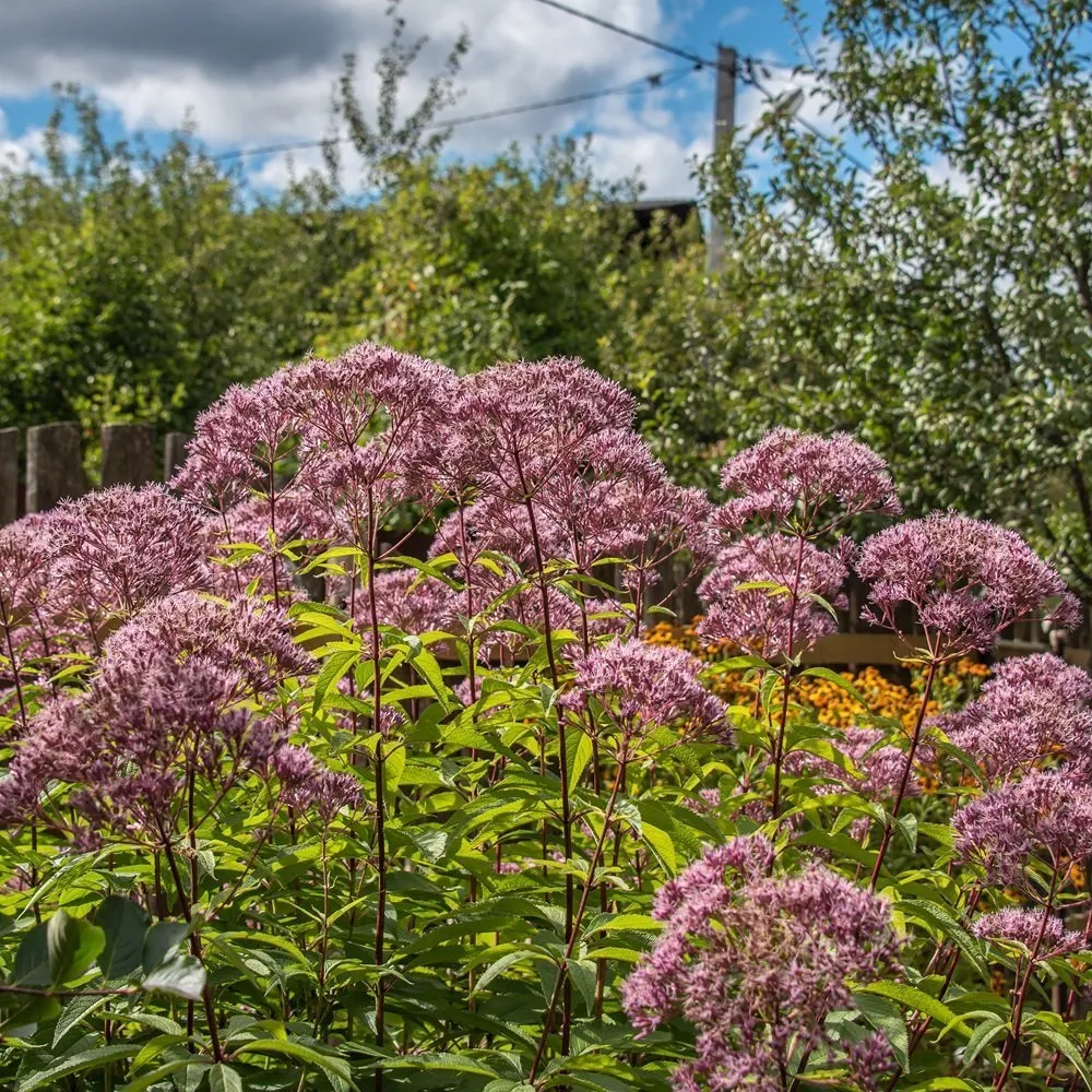 Joe Pye Weed Plant for Butterfly Gardens