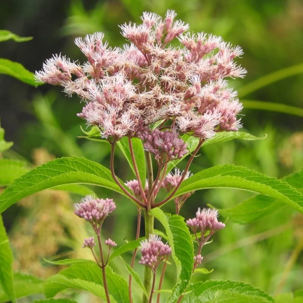 Joe Pye Weed Plant