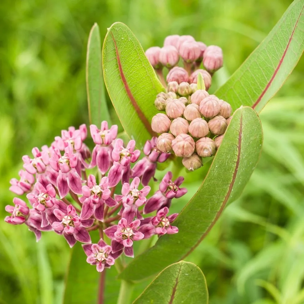 Prairie Milkweed Plant, image size:1000x1000