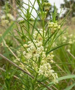 Whorled Milkweed Seeds for Monarchs in Your Butterfly Garden!