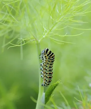 Sweet Fennel Seeds to Attract Swallowtails and other Butterflies!