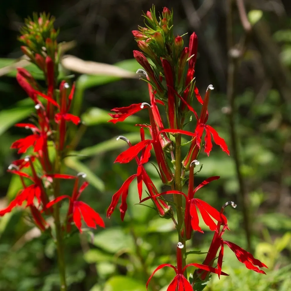 Cardinal Flower Seeds Brilliant Color in Your Butterfly Garden!