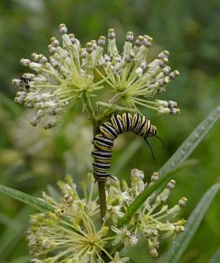 Tall Green Milkweed (Asclepias hirtella) for Butterfly Gardens!