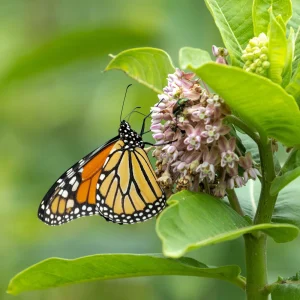 Shop Pollinator Safe Butterfly Garden Plants and Seeds | Joyful Butterfly