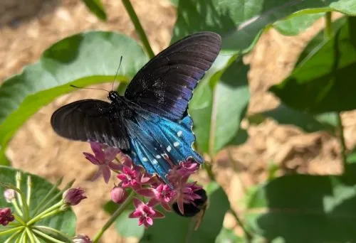 The Joyful Butterfly Chronicles: Pipevine Swallowtail Butterfly