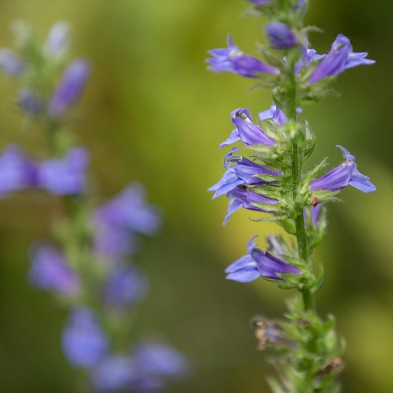 Great Blue Lobelia Plant - Joyful Butterfly