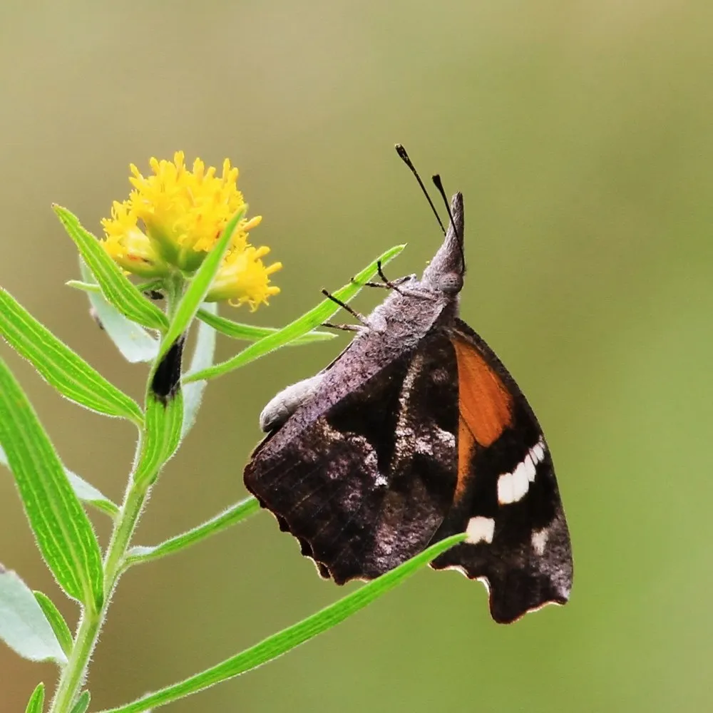 Garden Butterflies: Identify & Attract Them