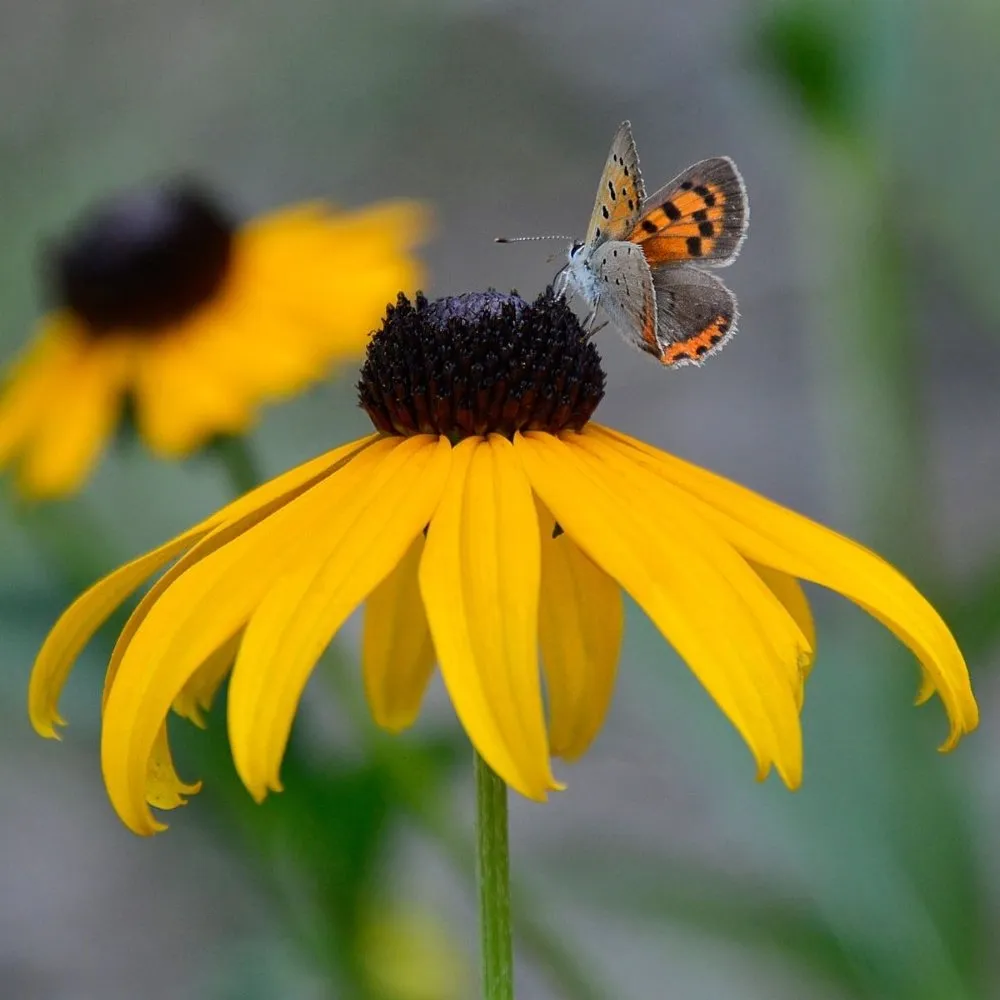 Black-eyed Susan Plant - Joyful Butterfly