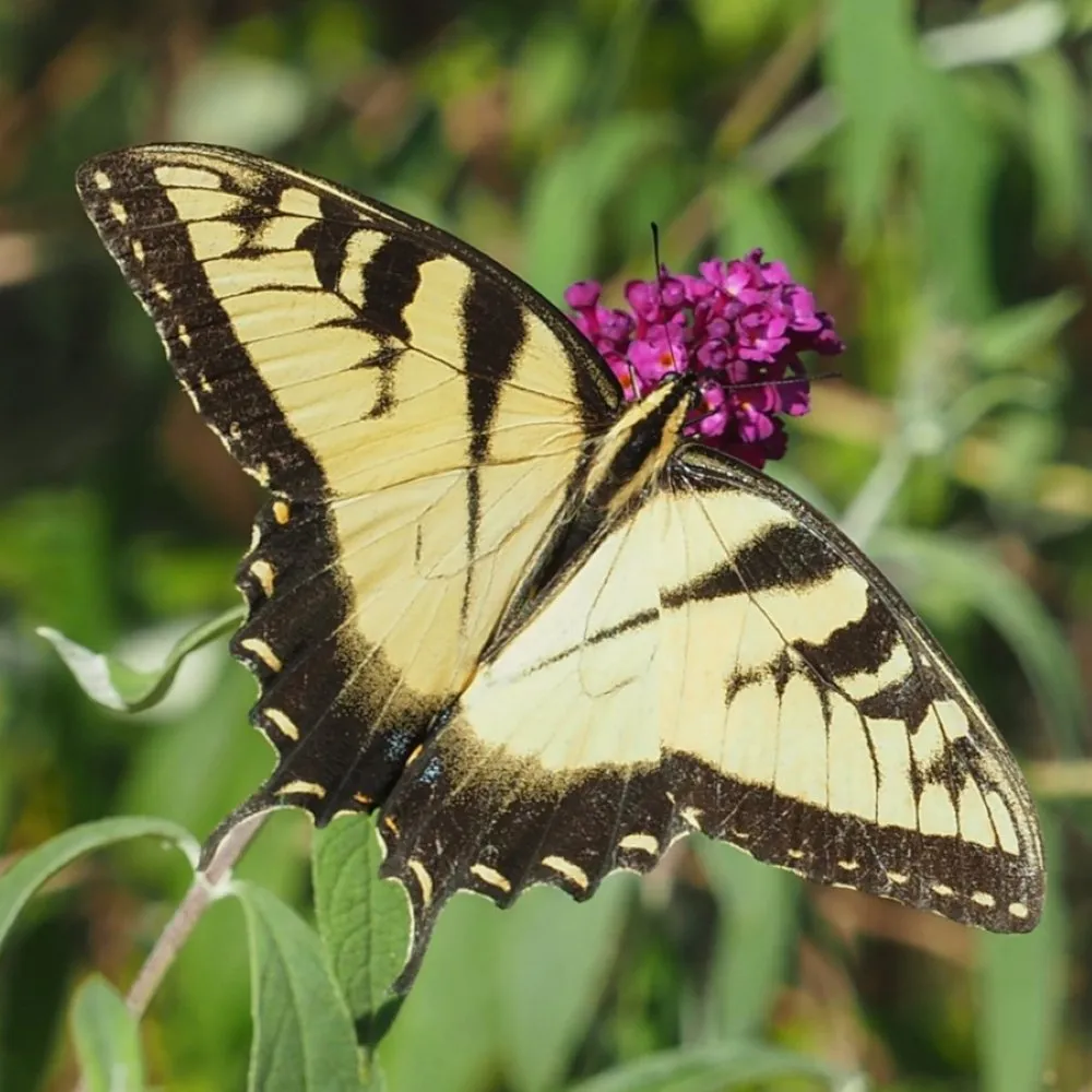 Garden Butterflies: Identify & Attract Them