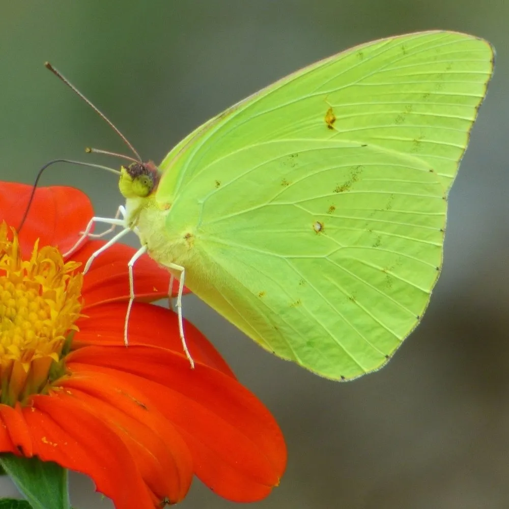 Garden Butterflies: Identify & Attract Them
