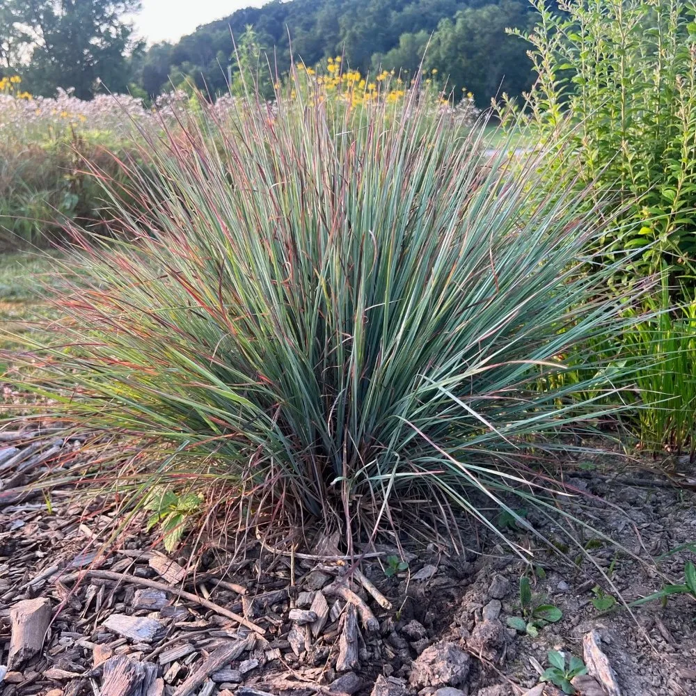 Little Bluestem Plant