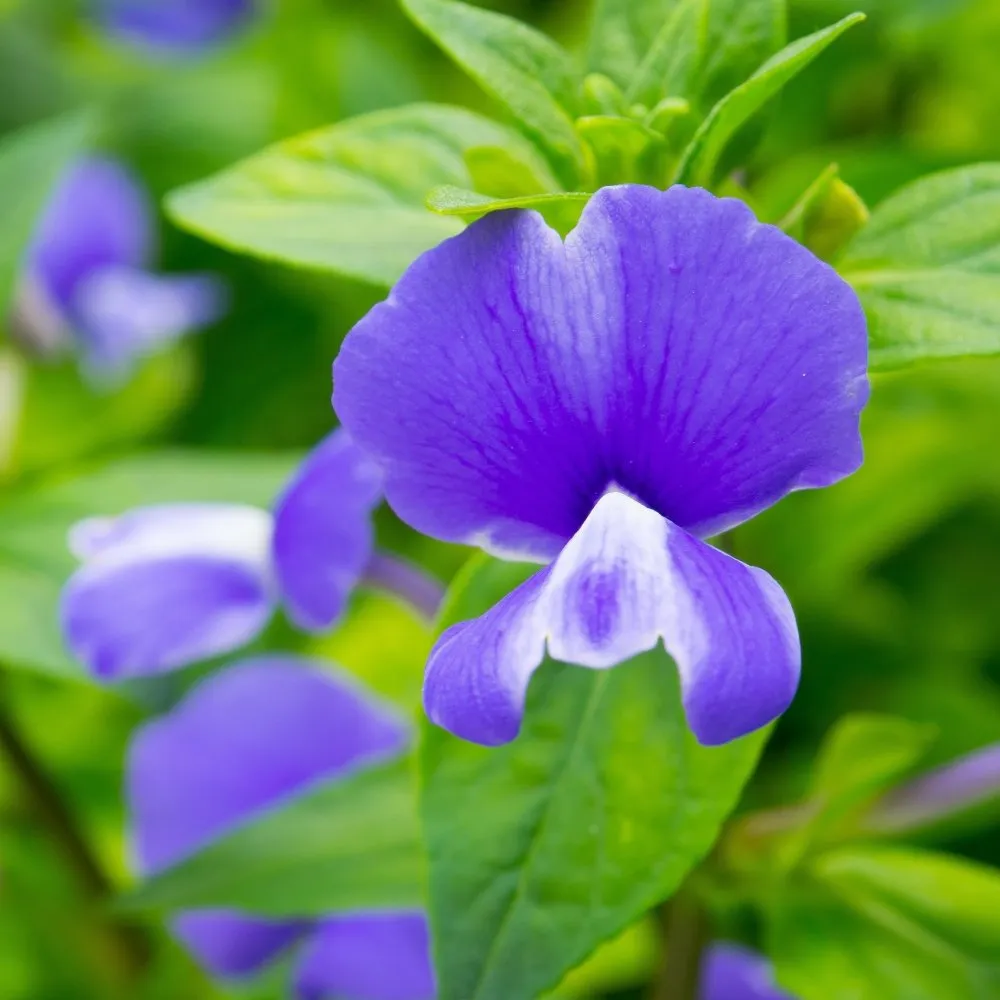 Viola sororia (Common Blue Violet) Plants for Butterflies - Joyful