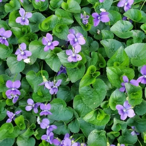 Viola sororia (Common Blue Violet) Plants for Butterflies - Joyful Butterfly