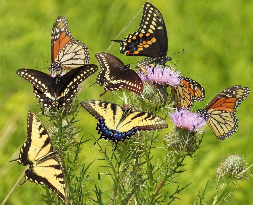 Garden Butterflies: Identify & Attract Them