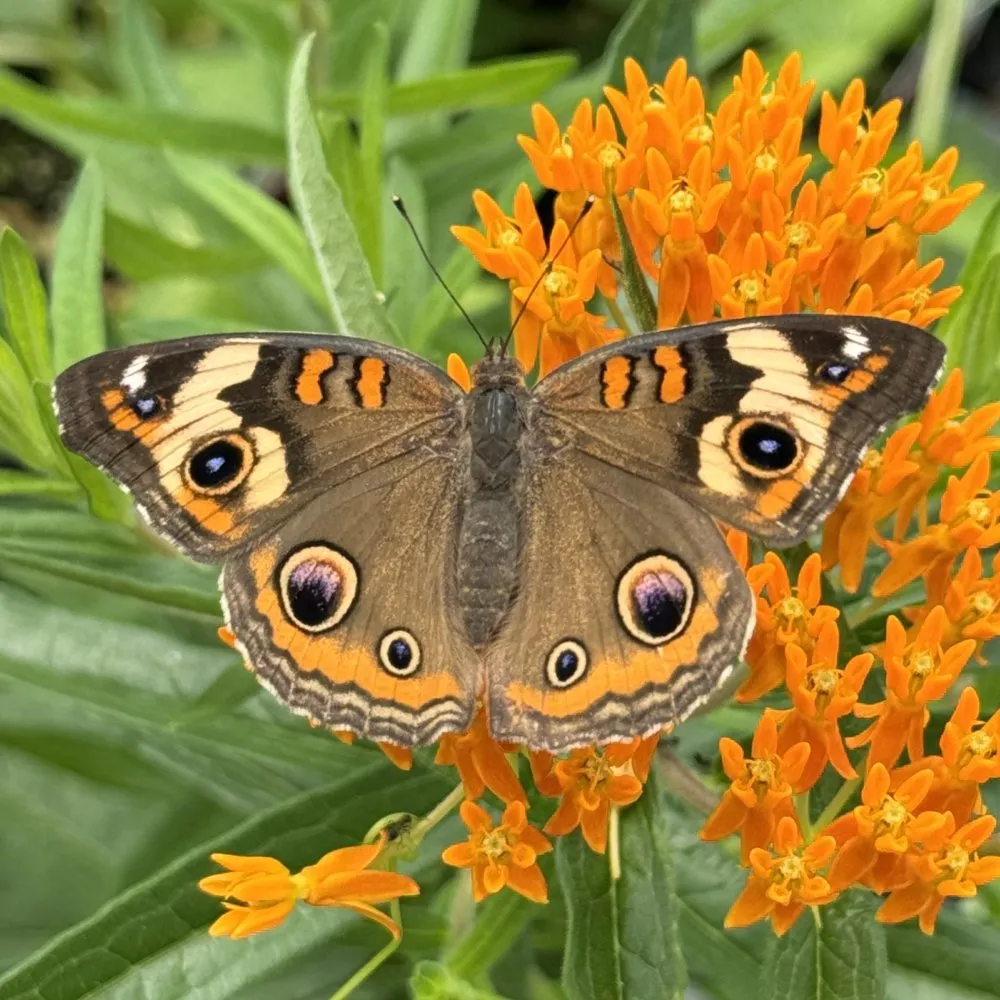 Garden Butterflies: Identify & Attract Them