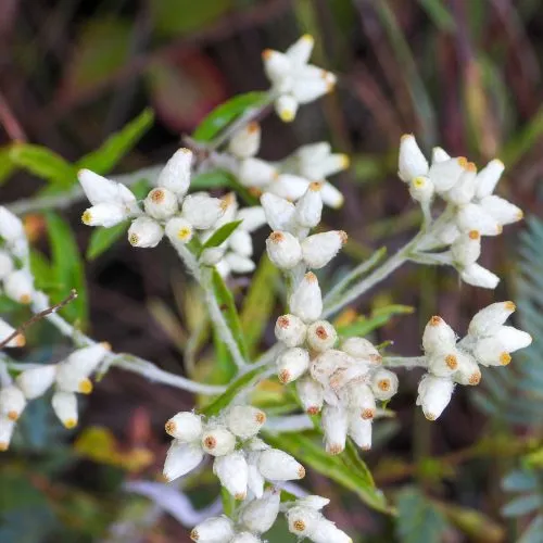 rabbit tobacco plant for sale Tobacco, Wildflower or Distinguished Herb Rabbit Tobacco | Cape Cod