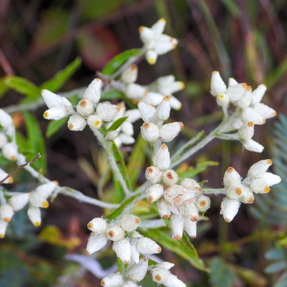 Sweet Everlasting Plant