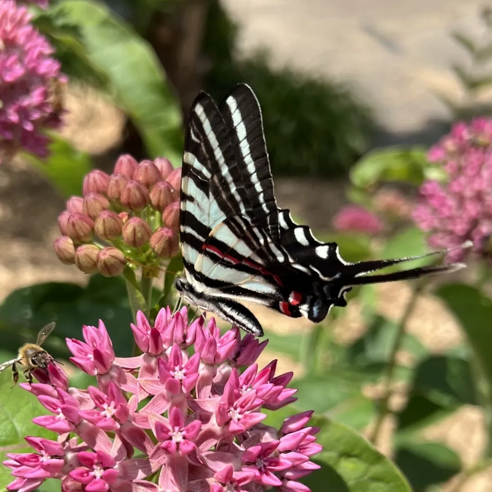 Zebra Swallowtail Butterfly - Joyful Butterfly
