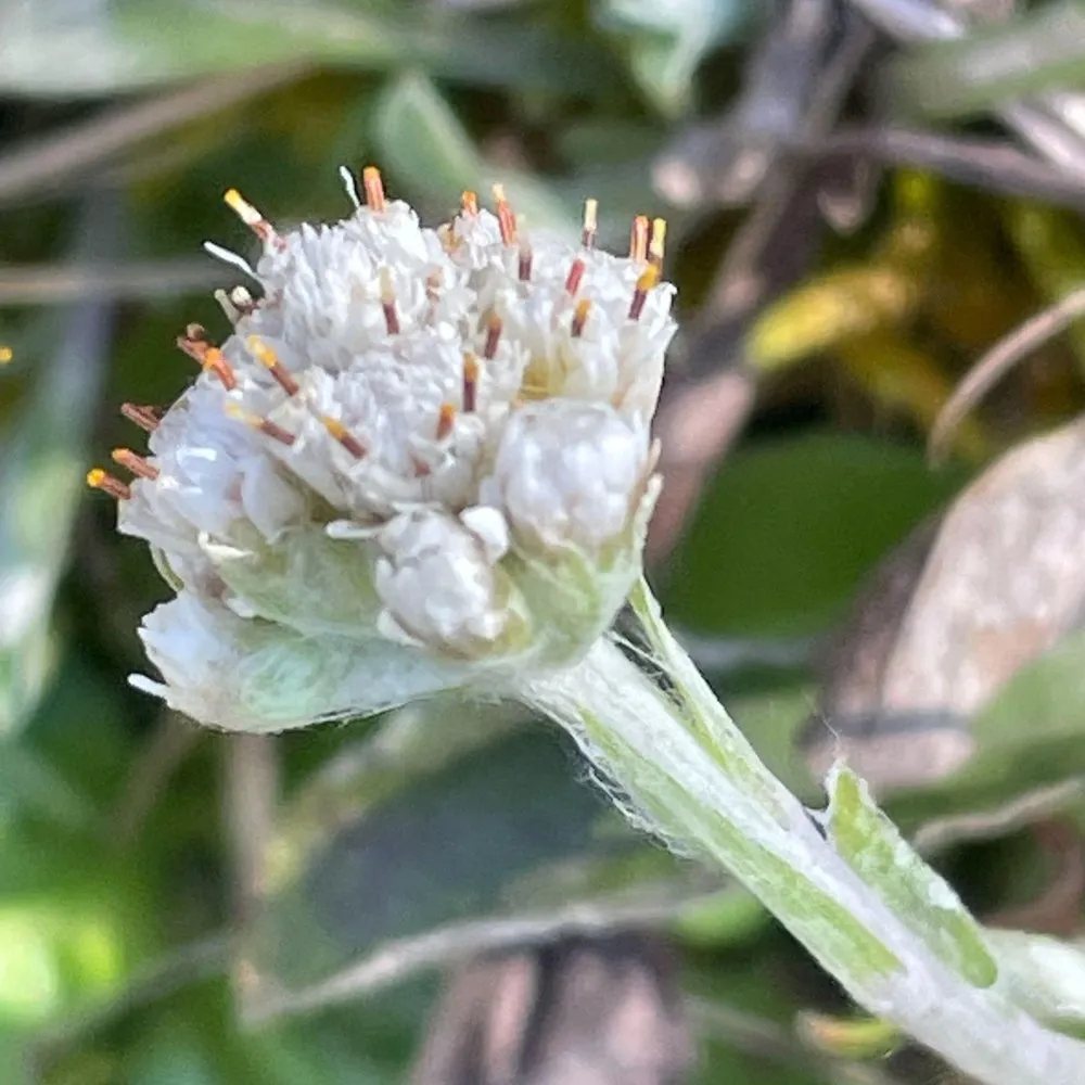 ladies tobacco plant uses Pussytoes Plant